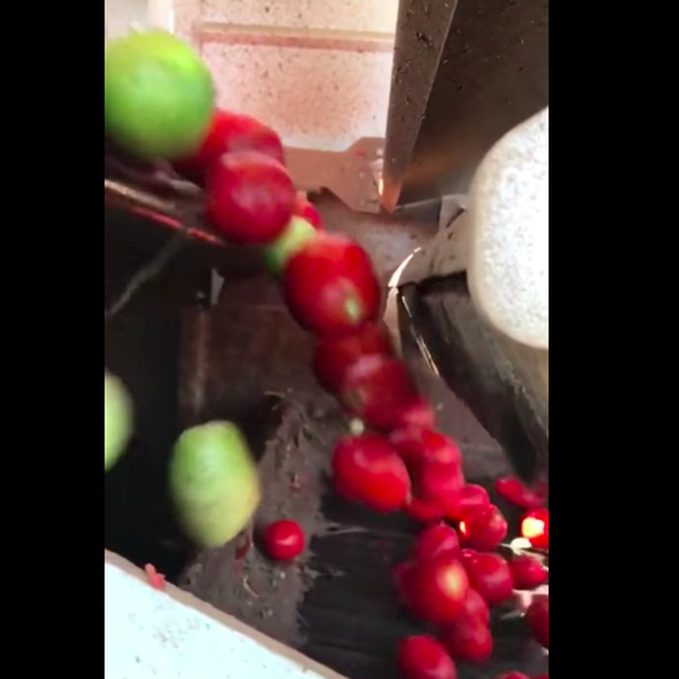 A tomato sorter sorting green tomatoes from red tomatoes.