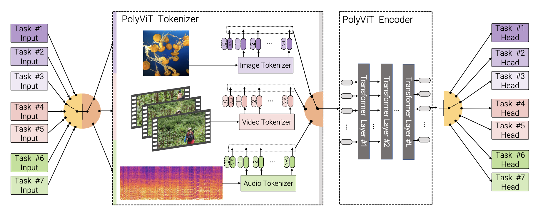 Overview of the PolyViT model